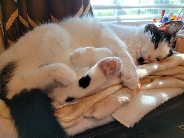 A fluffly black and white cat at complete ease on a burrito blanket